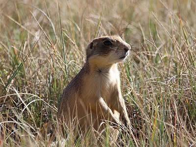 美国的动物(美国十种濒临灭绝的哺乳动物)-图7 美国的动物(美国十种濒临灭绝的哺乳动物)-图7